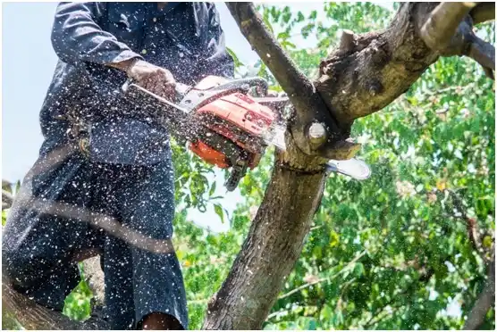 tree services Three Rivers